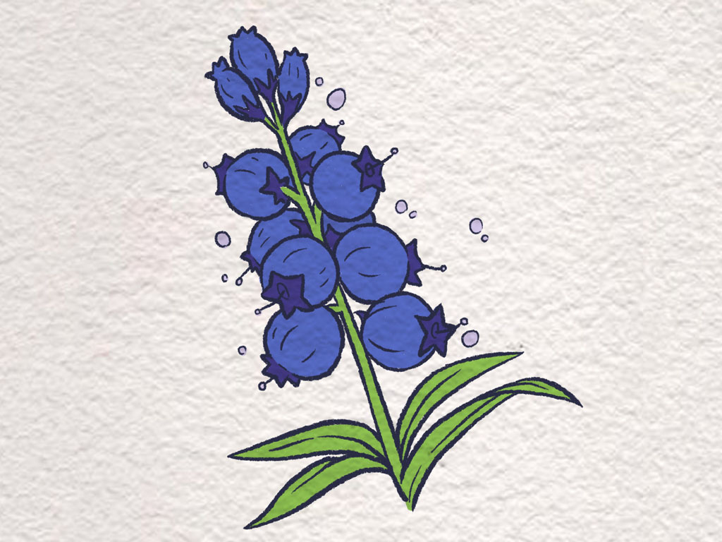 漂亮好吃的蓝莓怎么画