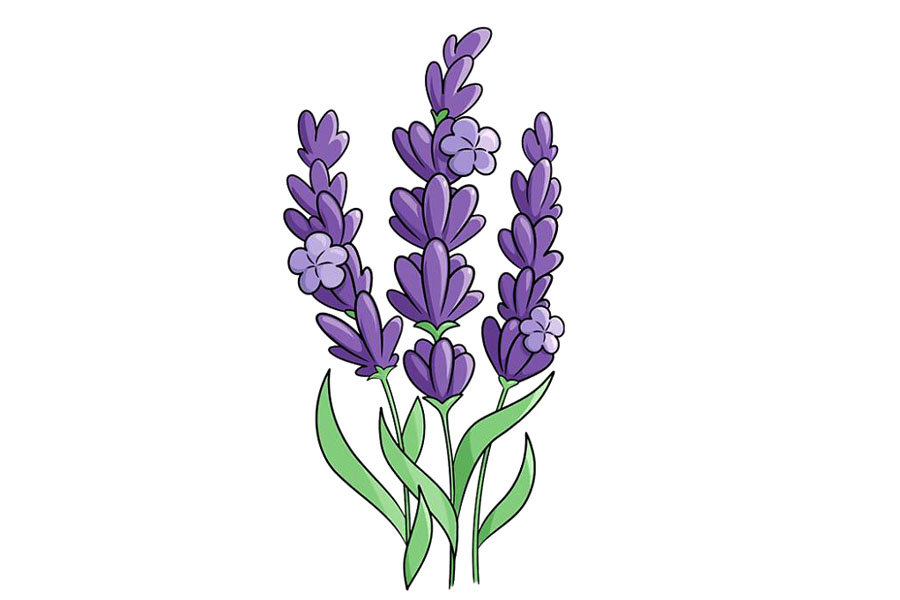 如何画薰衣草