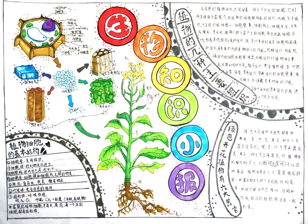 简单漂亮的生物手抄报图片-图1