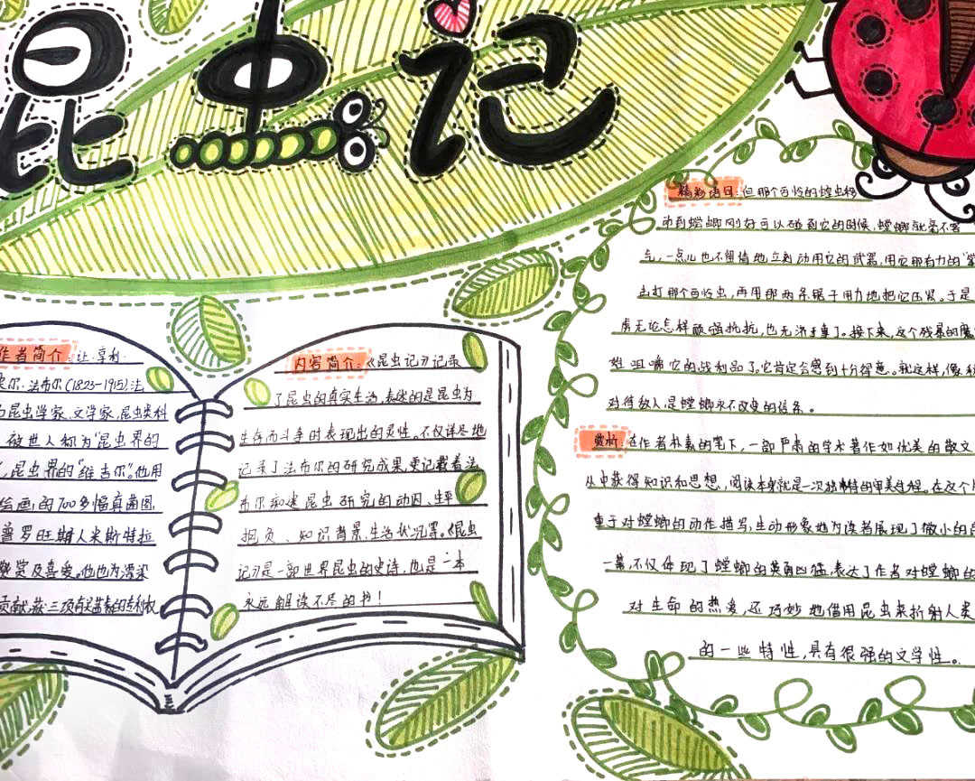 5张漂亮的昆虫记手抄报-图4