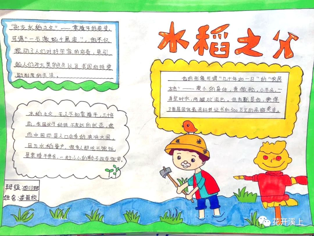 水稻之父手抄报简单-图4