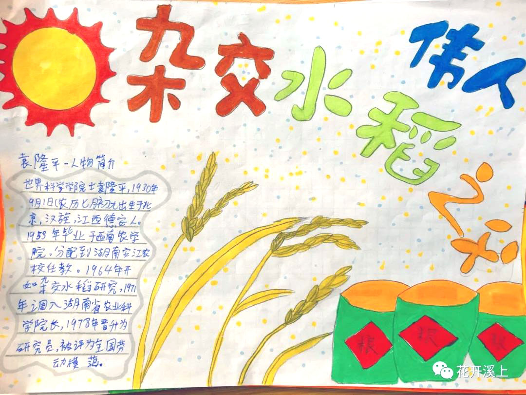 水稻之父手抄报简单-图3