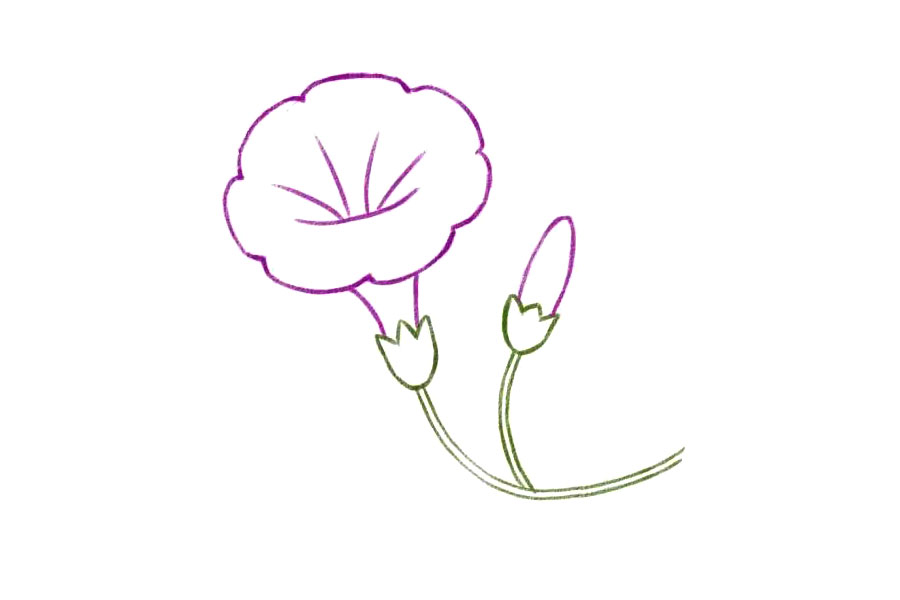 简单几笔画一朵美丽的牵牛花-图6