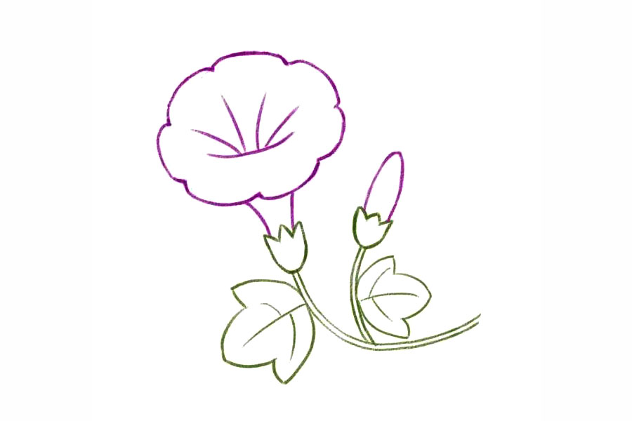 简单几笔画一朵美丽的牵牛花-图7