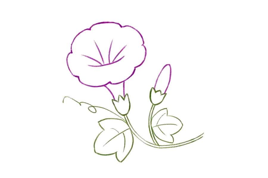 简单几笔画一朵美丽的牵牛花-图8