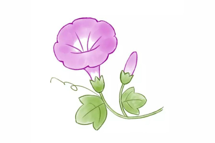 简单几笔画一朵美丽的牵牛花