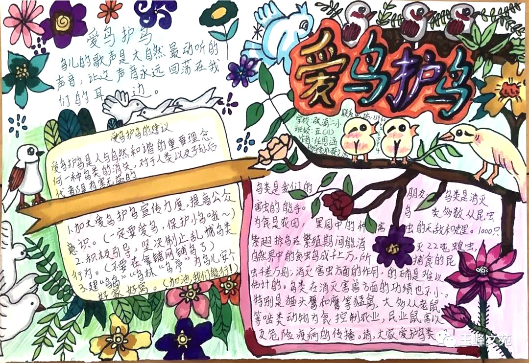 我给小鸟安个家手抄报-图3