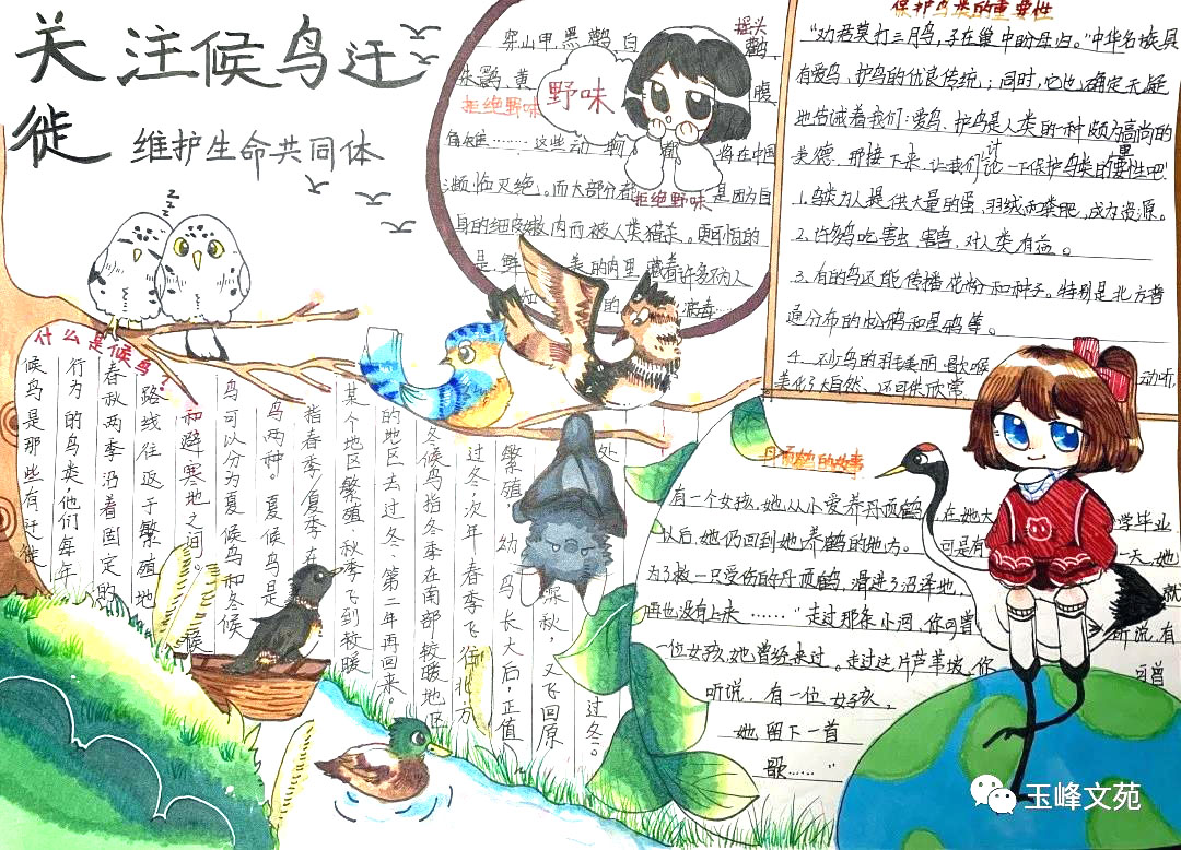 五年级爱护鸟类手抄报简单又漂亮（7张）-图7