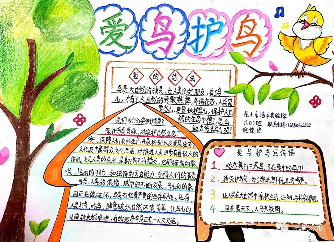 爱鸟护鸟生物手抄报图片-图4
