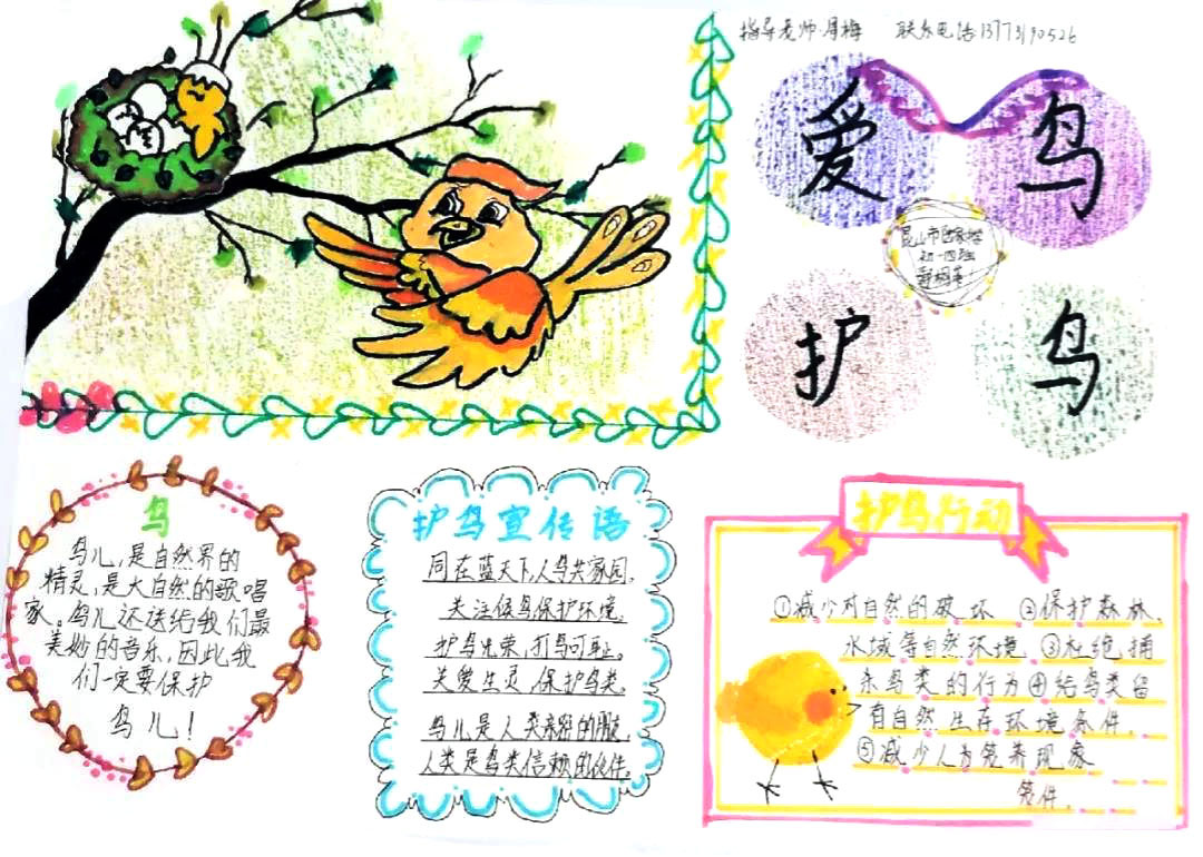 爱鸟护鸟生物手抄报图片-图5