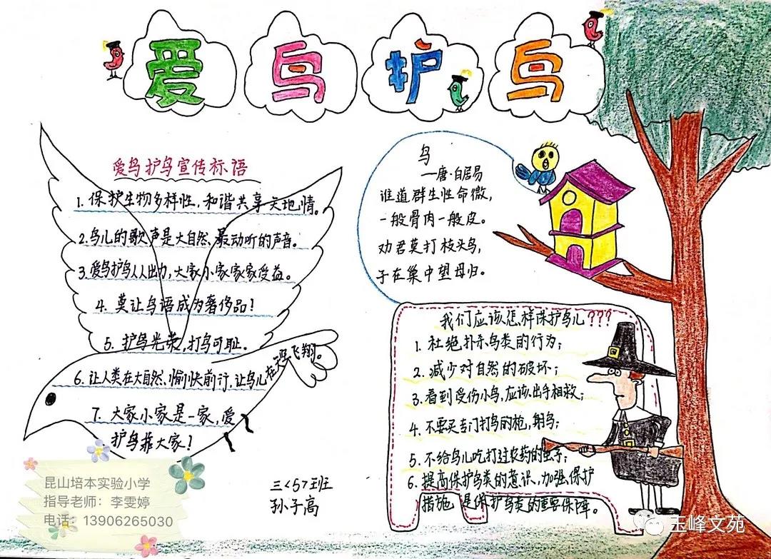 爱护鸟儿宣传手抄报-图1