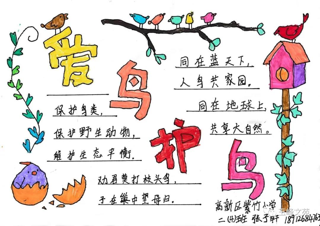 小学生爱鸟护鸟手抄报-图2