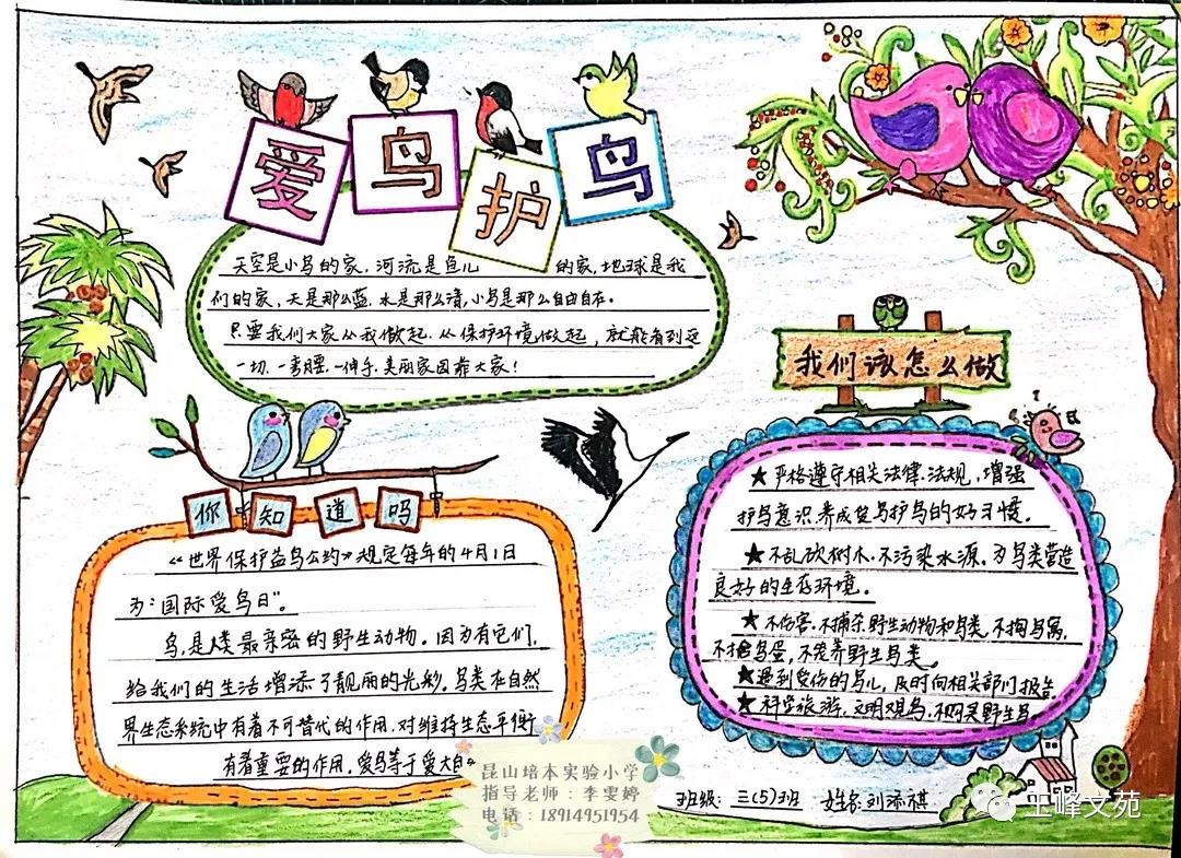 小学生爱鸟护鸟手抄报-图3
