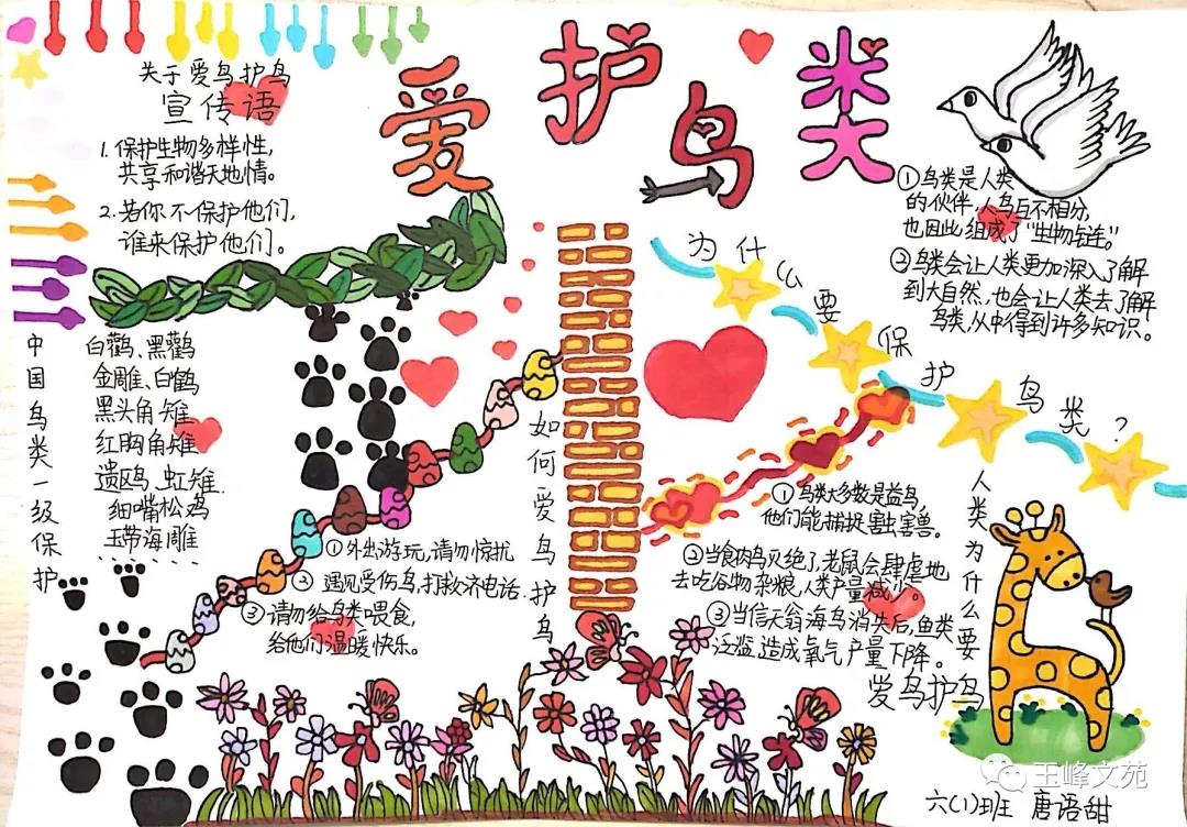 爱护鸟儿宣传手抄报-图4