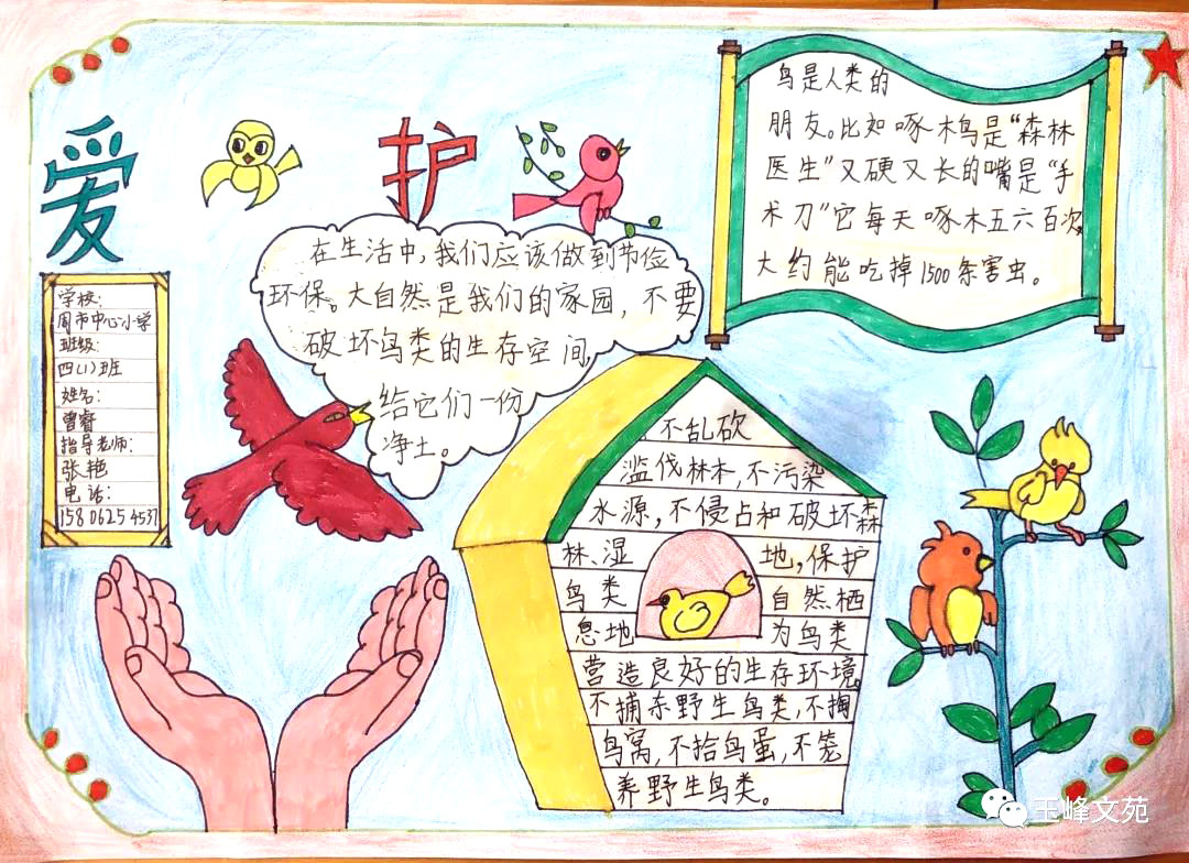 2022年爱护小鸟主题手抄报一等奖（6张）-图6