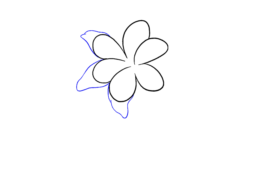 如何画百合花-图6
