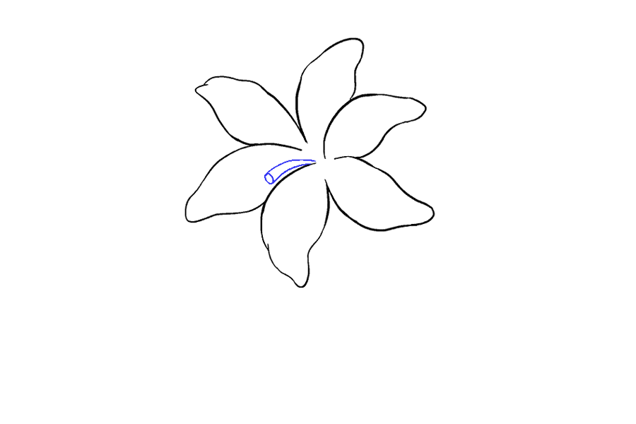 如何画百合花-图9