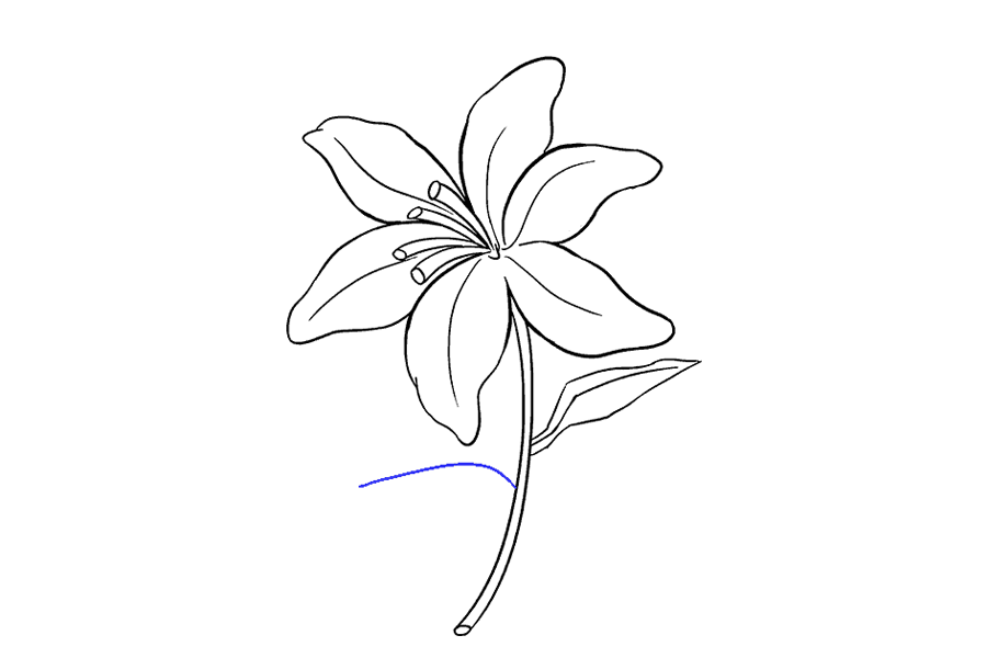 如何画百合花-图17