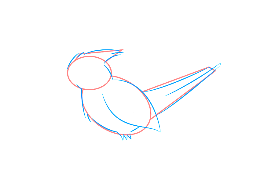 如何画红衣主教鸟-图2