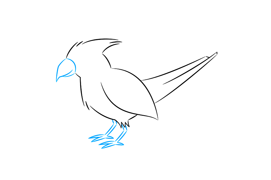 如何画红衣主教鸟-图3