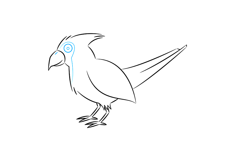 如何画红衣主教鸟-图4