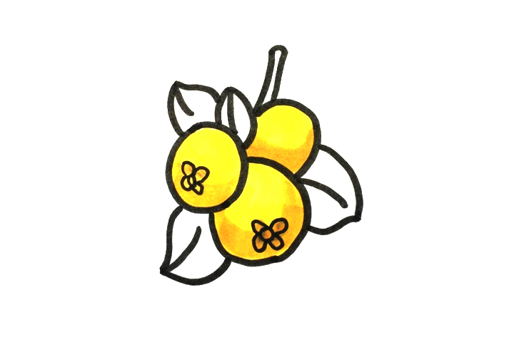 枇杷怎么画-图4