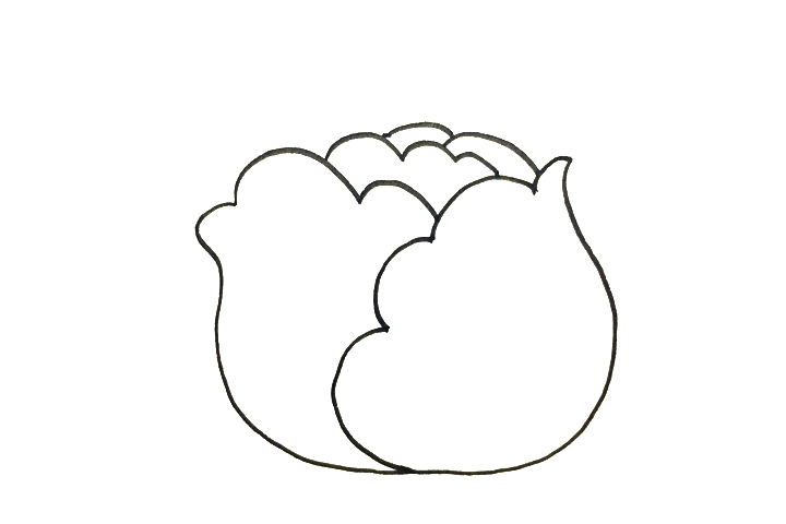 怎么画卷心菜-图3