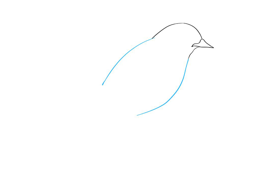 如何画东方青鸟-图2