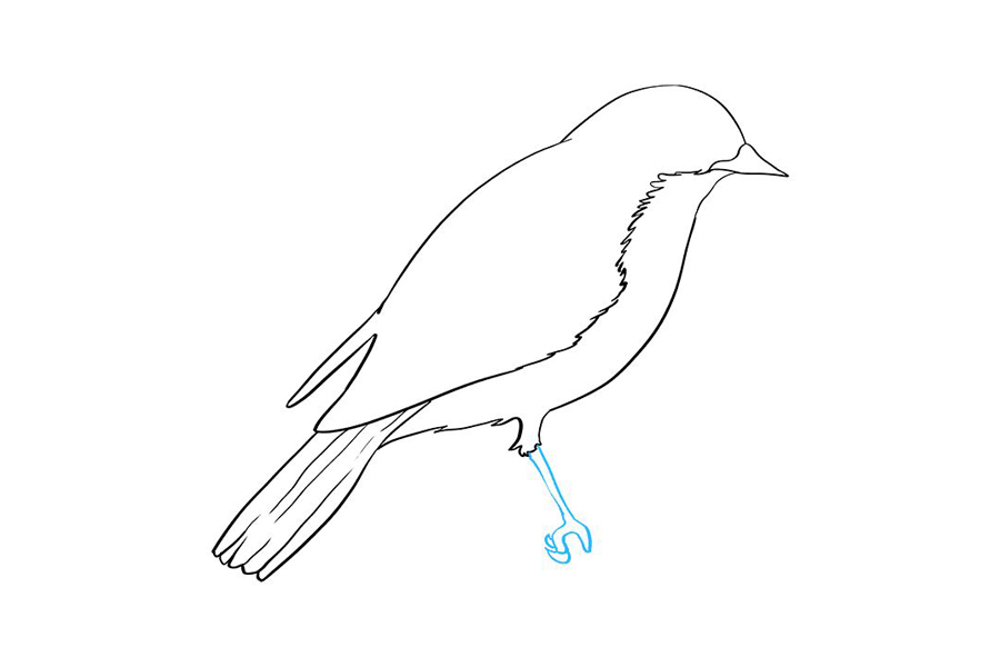 如何画东方青鸟-图6