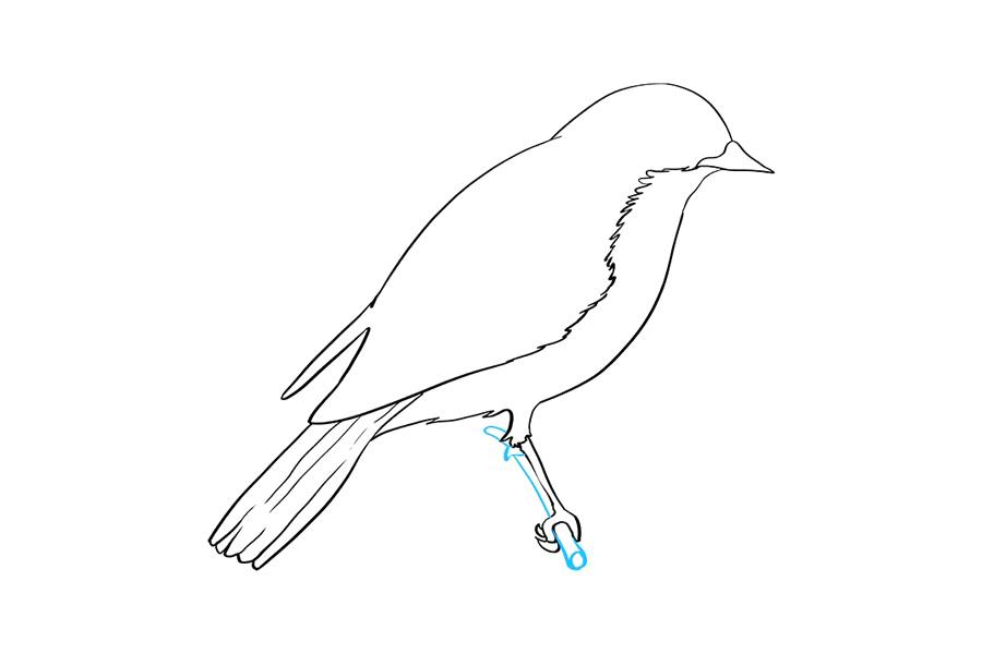 如何画东方青鸟-图7