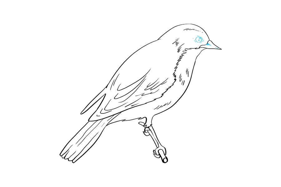 如何画东方青鸟-图9