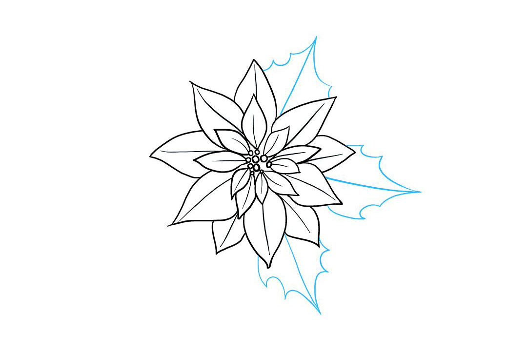 一品红简笔画怎么画-图8