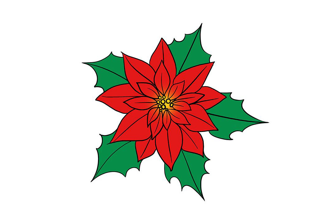 一品红简笔画怎么画