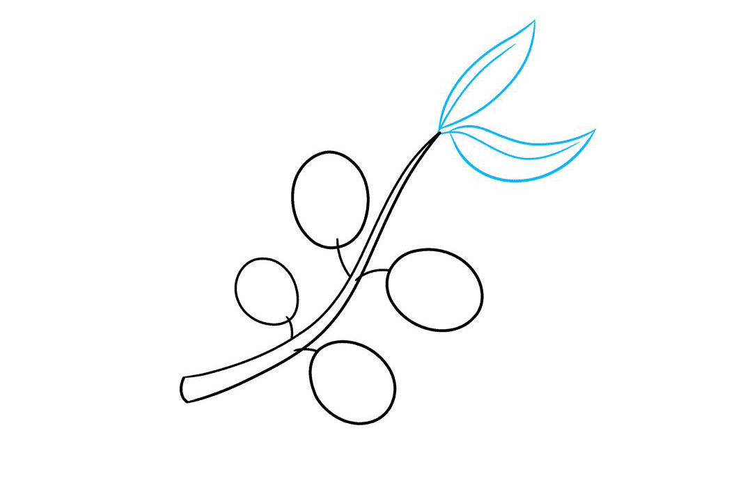 橄榄枝怎么画-图4