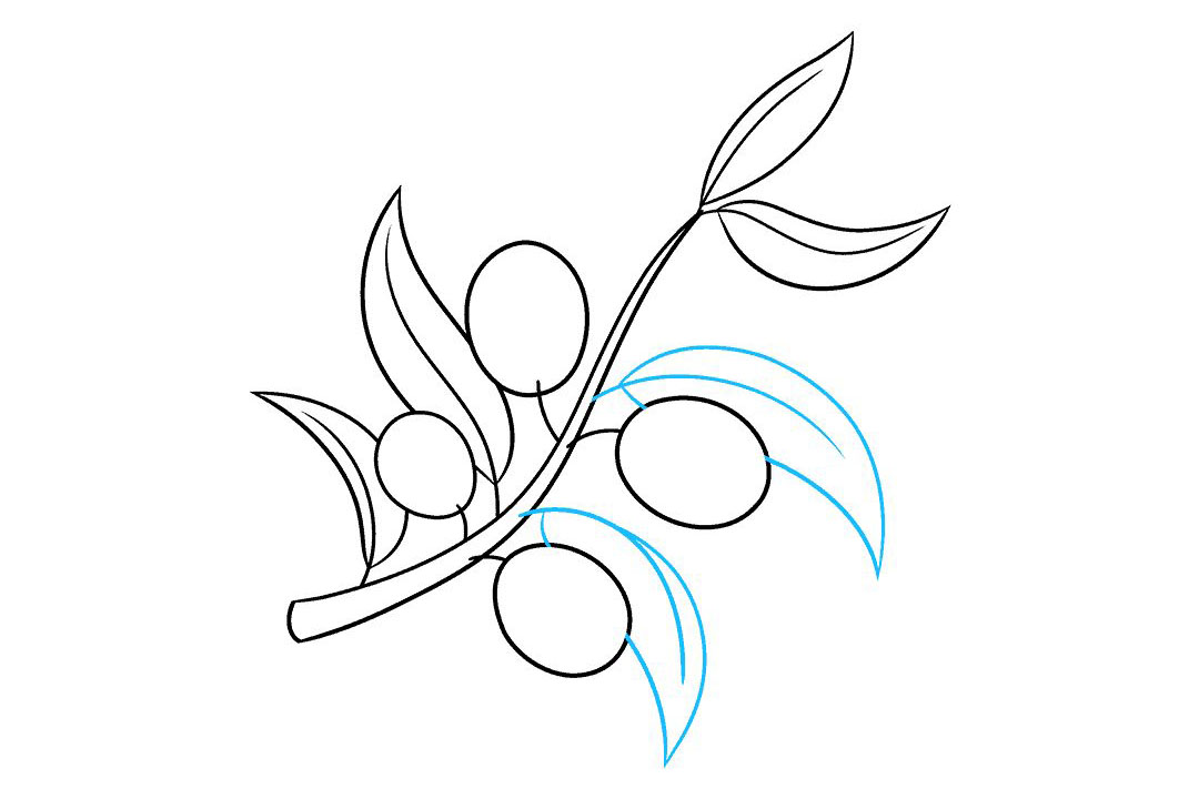 橄榄枝怎么画-图6