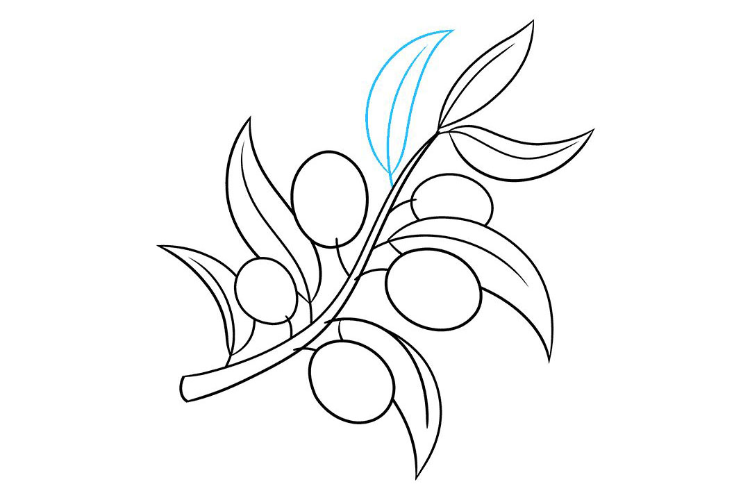 橄榄枝怎么画-图8