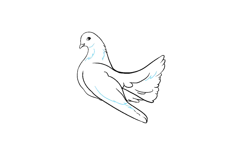 鸽子怎么画-图13