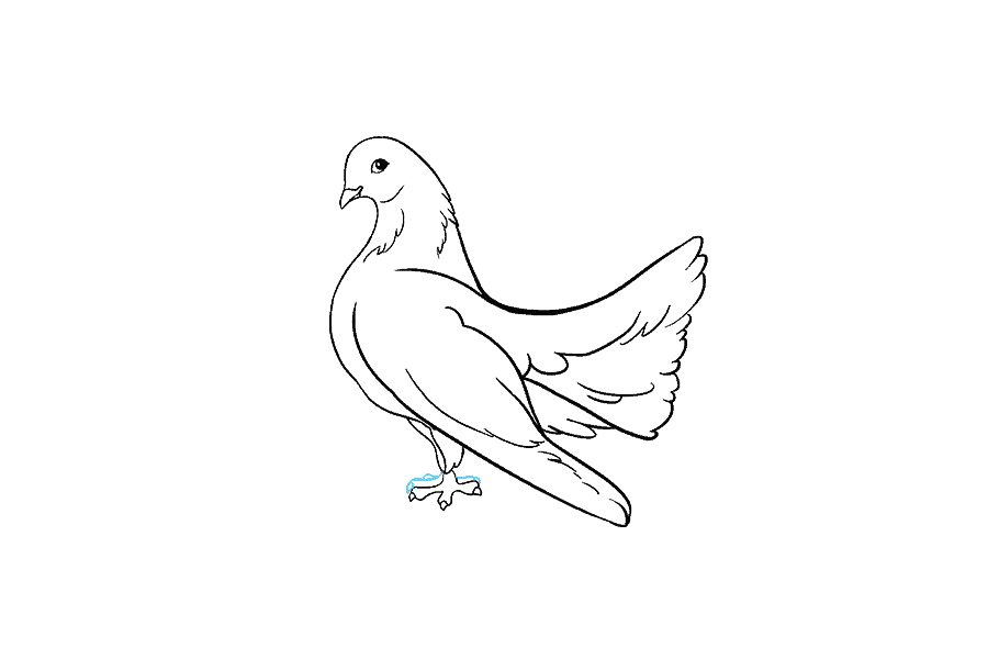 鸽子怎么画-图17