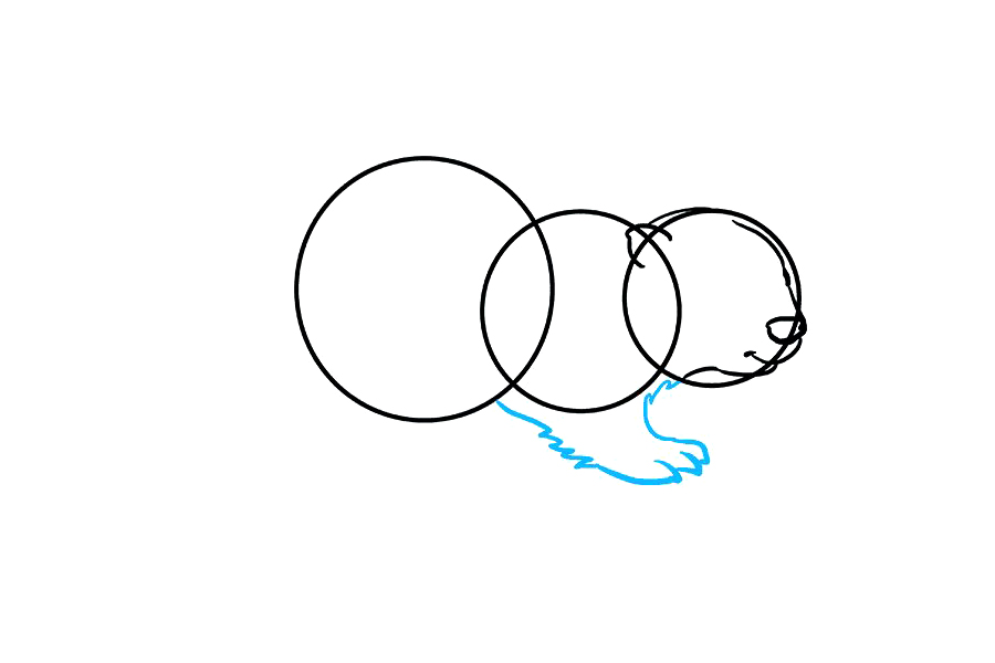 如何画海狸-图3