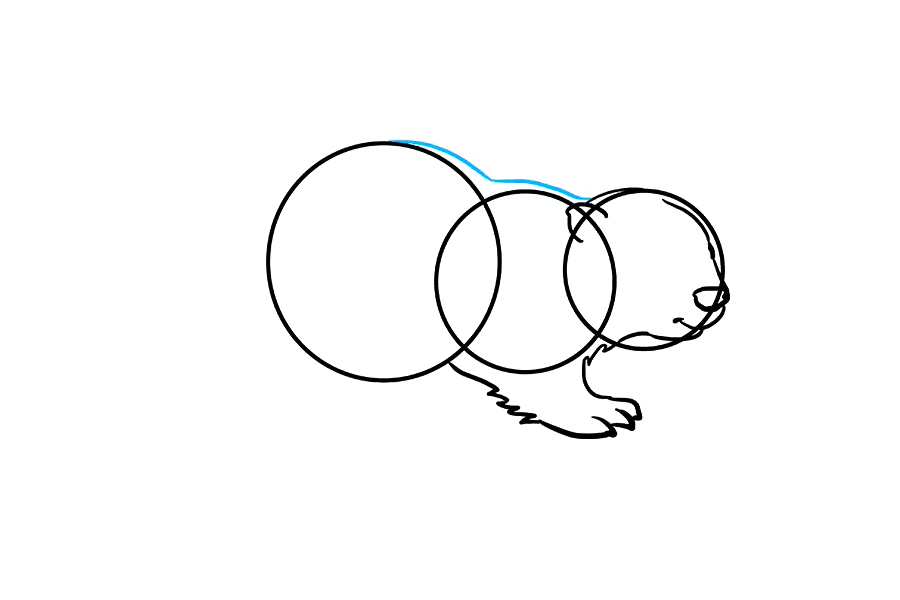 如何画海狸-图4