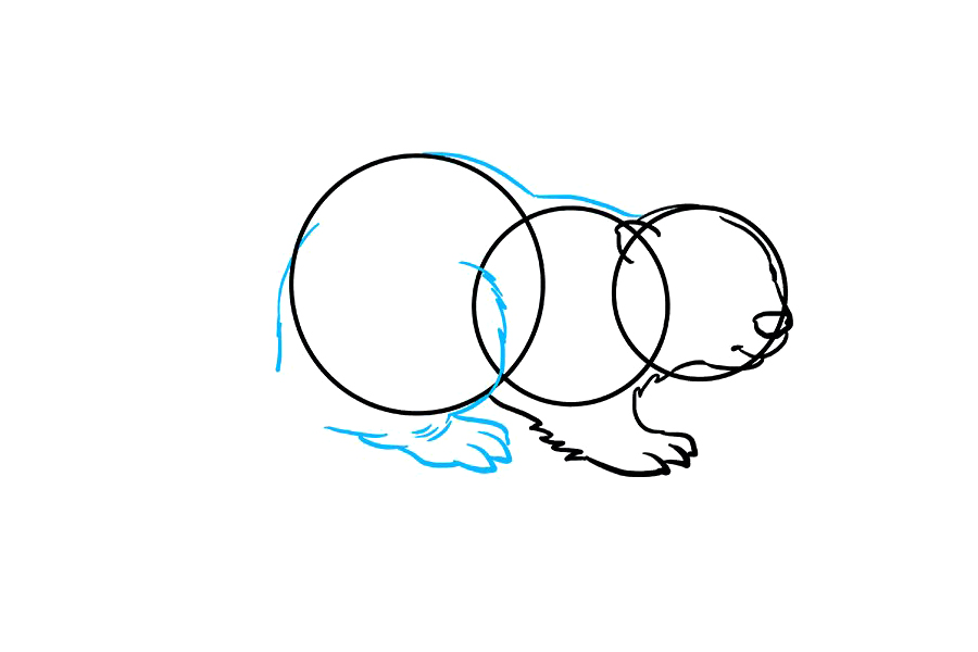 如何画海狸-图5