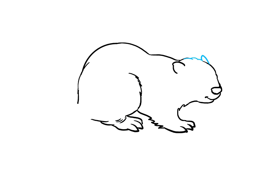 如何画海狸-图6