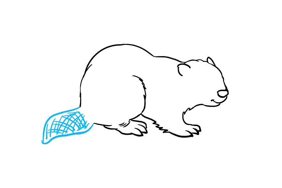 如何画海狸-图7