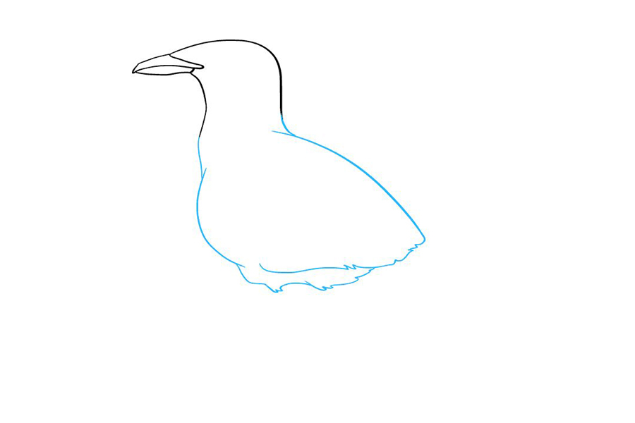 如何画海鸥-图4