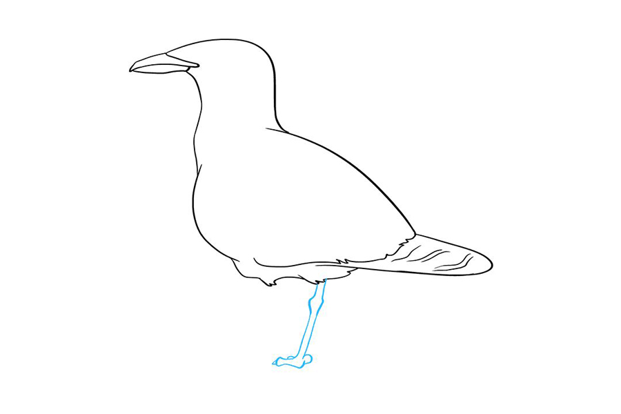 如何画海鸥-图6