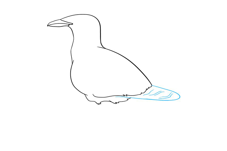 如何画海鸥-图5