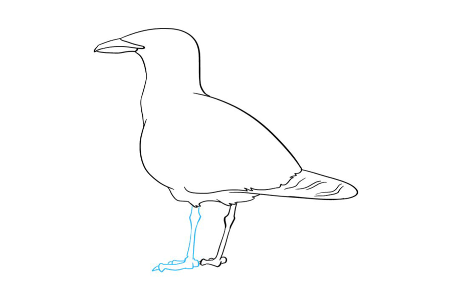 如何画海鸥-图7