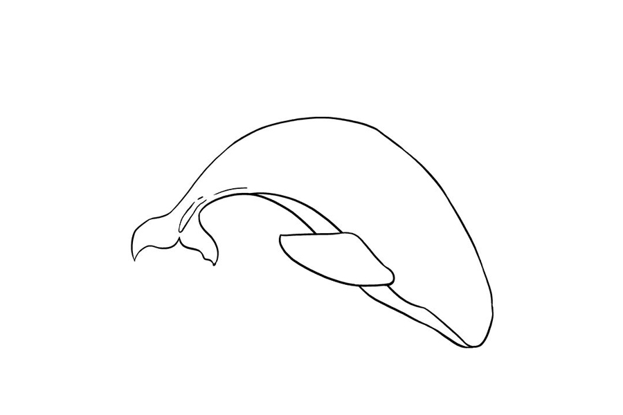 如何画虎鲸-图6