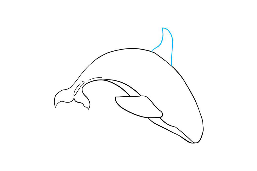 如何画虎鲸-图7