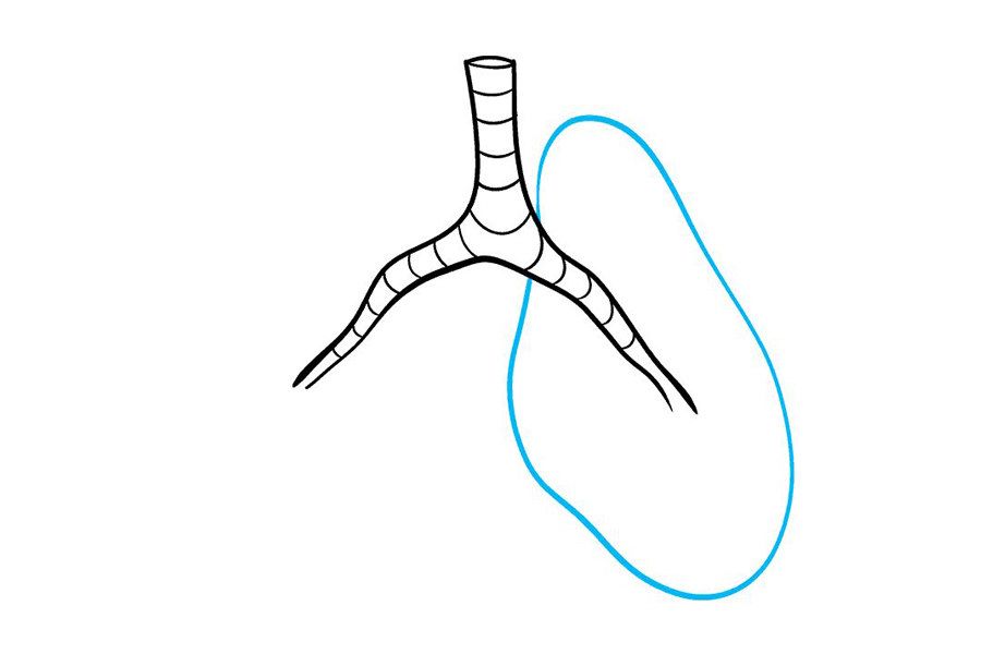 如何画肺-图5